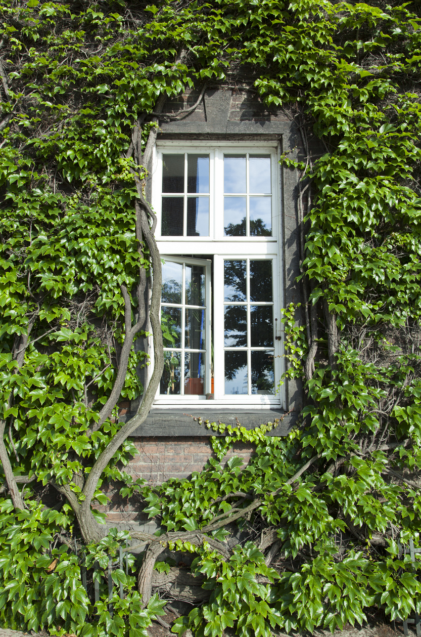 The window surrounded by plants in Krakow old town (Poland).